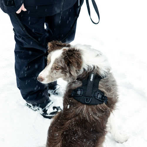 Thule Dart Harness - 1768273.png