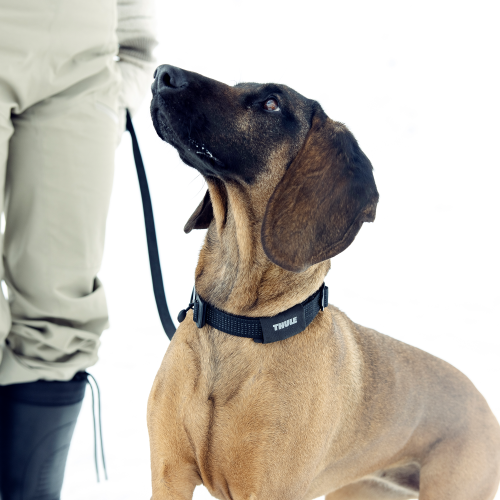 Thule Dart Flat Collar - 1768270.png