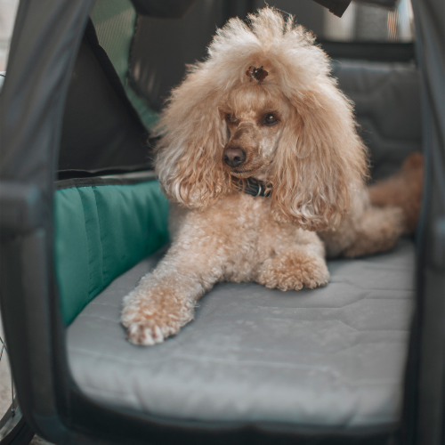 Thule Bexey Dog Bed L - 1517281.png